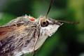 macroglossum stellatarum 2